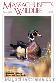 Massachusetts Wildlife